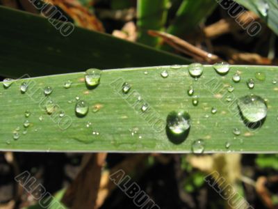 waterdrops on the leaf