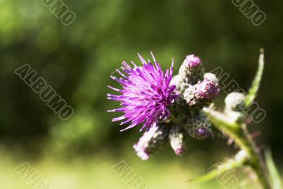 prickly thistle