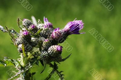 prickly thistle