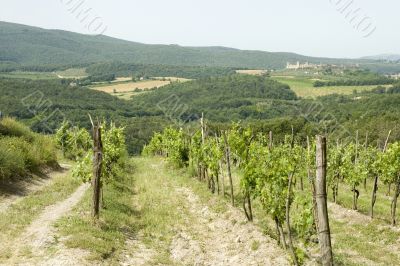 vineyard in Italy