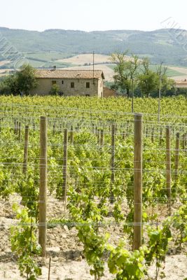 vineyards