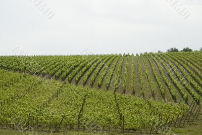 vineyards