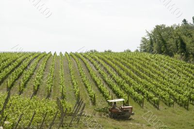 Italian vineyard with farmer