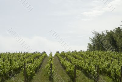 vineyard