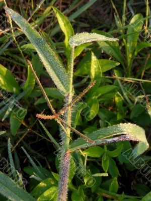 Morning dew on grass