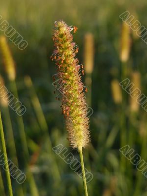 wild grasses seeding