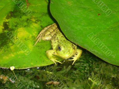 Frog Under Pad