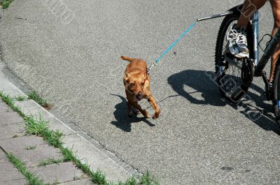 training the dog