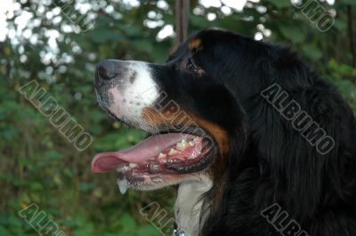 berner senner