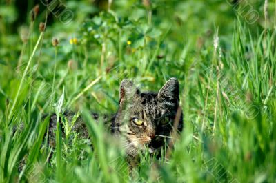 Little striped cat