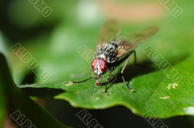 fly