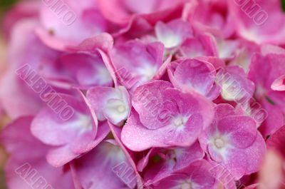 Pink Hortensia