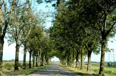 Lane with trees