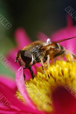 Pink flower with bee