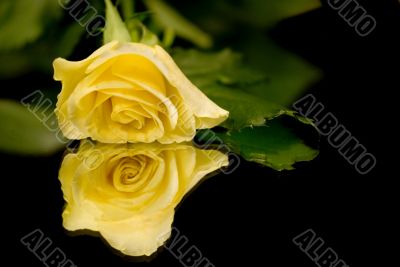 single yellow rose
