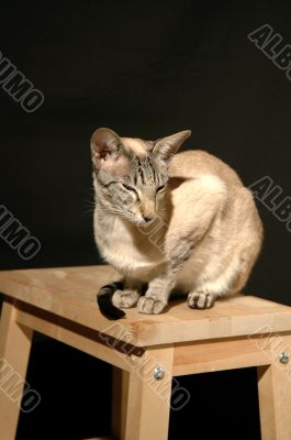 Seal Tabby point