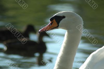 Swan