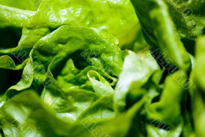 fresh lettuce