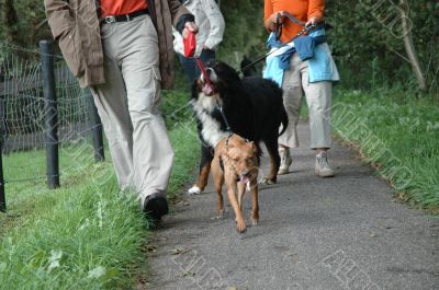 walking the dogs