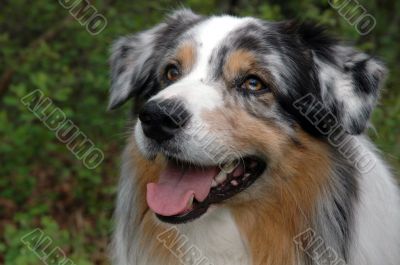 Australian shepherd