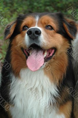 Australian shepherd