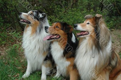 Obedience dogs