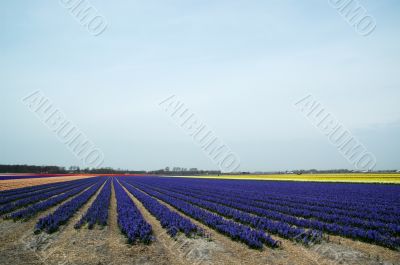 Fields with flowers