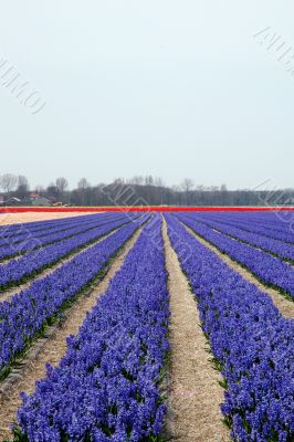 Fields-with-flowers
