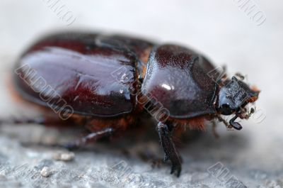 beetle