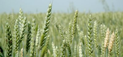 Field-with-grain