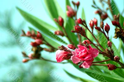 Oleander