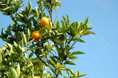Tree with Oranges