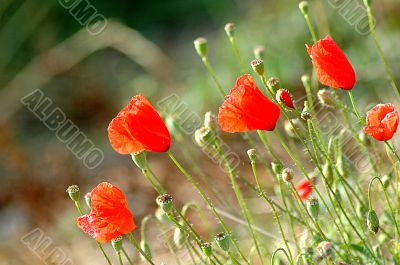 poppies