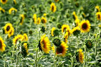 Sunflowers-France