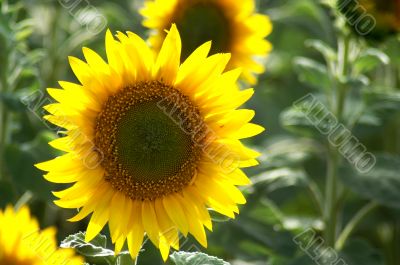 Sunflower-single