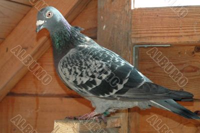 Grey dove