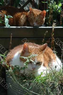 two relaxing cats