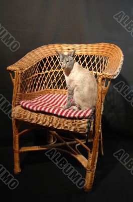siamese cat