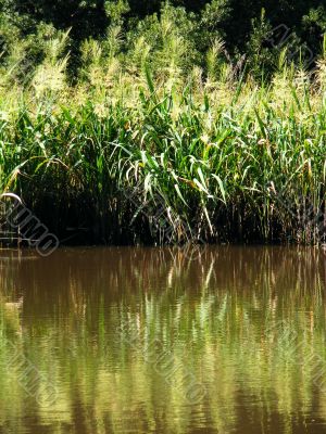 Marsh Grass