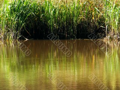 Marsh Grass