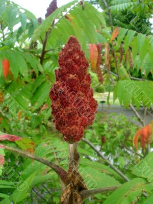 Sumac
