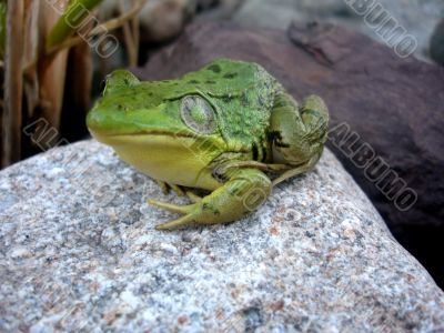 One-eyed Frog