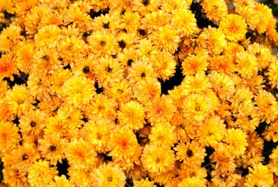 Gold Mums