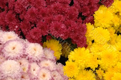 Mum Flowers