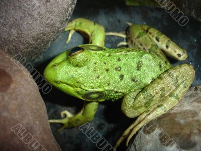 One-eyed Frog