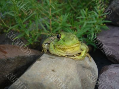 One-eyed Frog