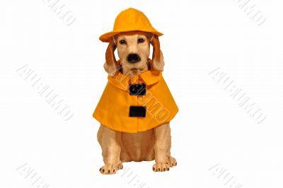 Dog statue in raincoat