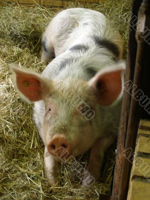 pig