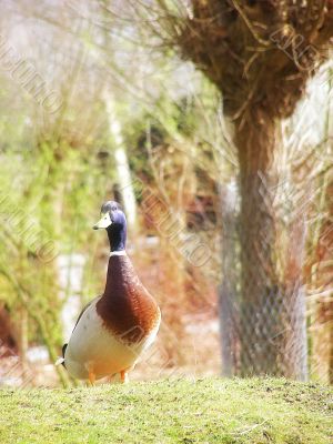 duck