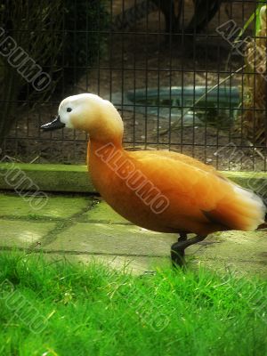 duck